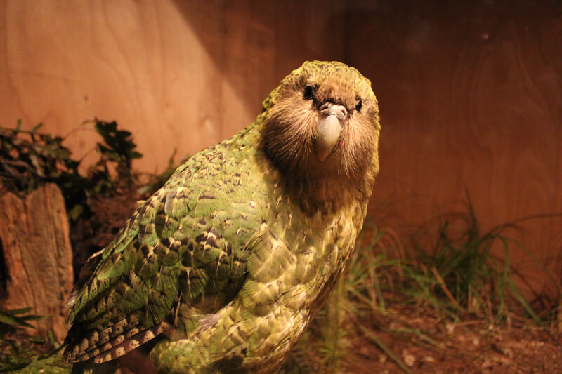 kakapo