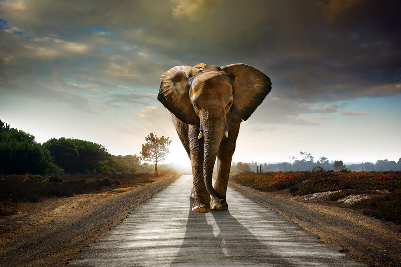 olifant